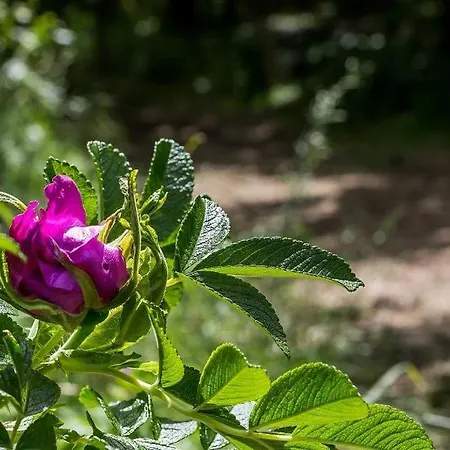 Διαμέρισμα Sonnenfrieden 01 Ahrenshoop