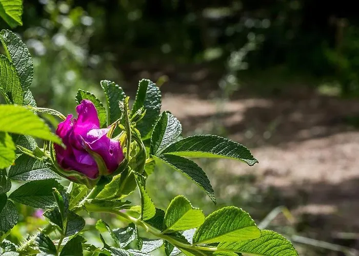 Apartment Sonnenfrieden 01 Ahrenshoop